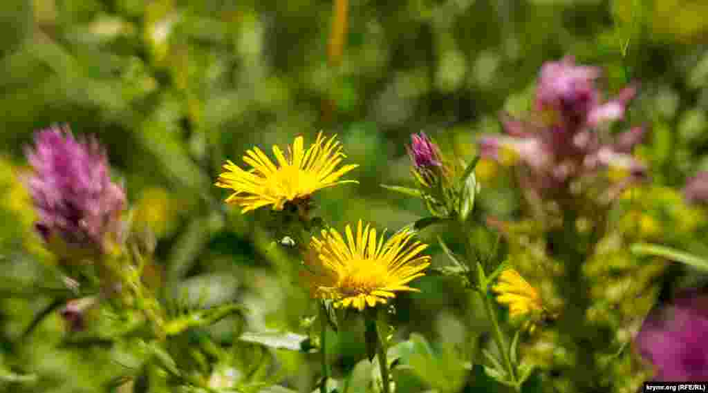 Девясил в окружении своих полевых собратьев. На крымском полуострове произрастают 8 видов девясила. Самый заметный – девясил высокий, крупное растение до 2 метров в высоту. Есть еще девясил Христово око