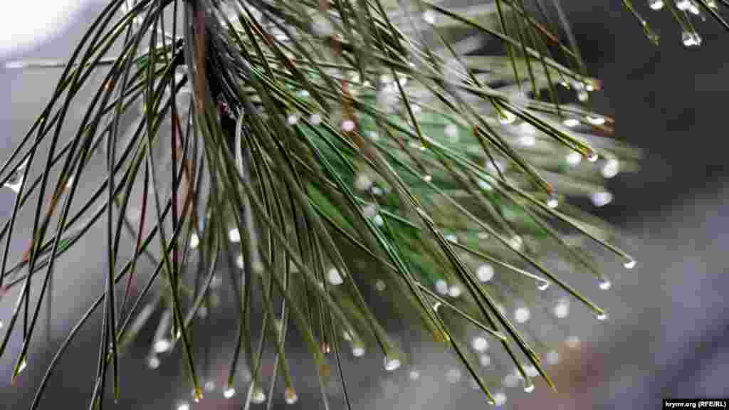 Капли сгрудились на кончиках сосновых иголок в селе Прохладное Бахчисарайского района. Каким бывает село под Шелудивой горой под занавес редких снежных зим – смотрите в фоторепортаже