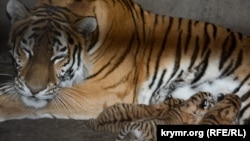 Иллюстративное фото