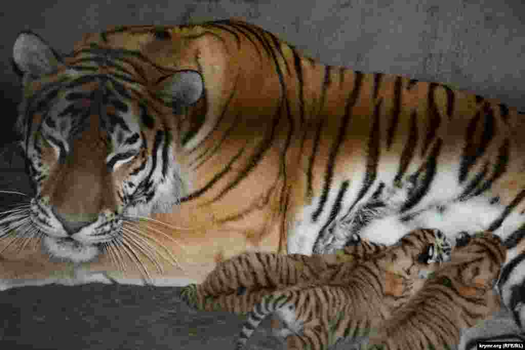 Амурская тигрица кормит тигрят в парке львов «Тайган», Белогорск, 18 июня 2017 года