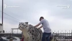 На Алтае появился памятник снежным барсам На Алтае появился памятник снежным барсам