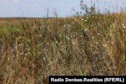 Степова рослинність «Зуївському»