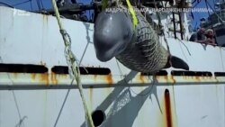 В’язні «китової в’язниці». Трагедія білух і косаток у російському Примор’ї – відео В’язні «китової в’язниці». Трагедія білух і косаток у російському Примор’ї – відео