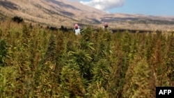 Polje industrijske konoplje, ilustrativna fotografija