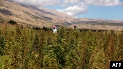 Илустрација, полиња посадени со канабис