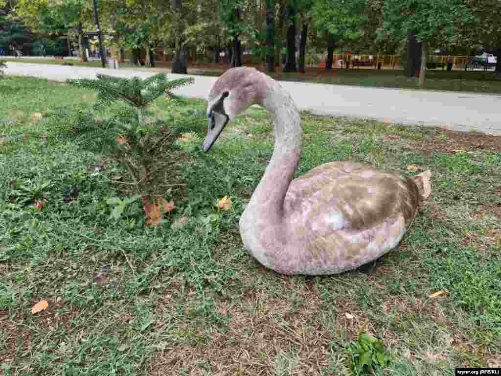 Молодой лебедь в Гагаринском парке Симферополя