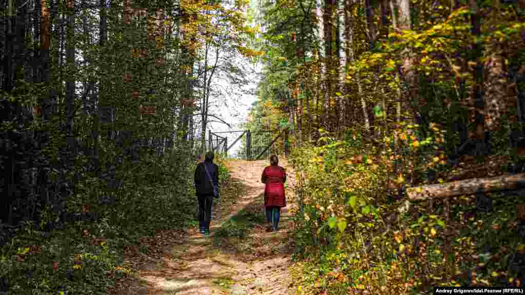 Еще кадр леса, пущенного под топор... 