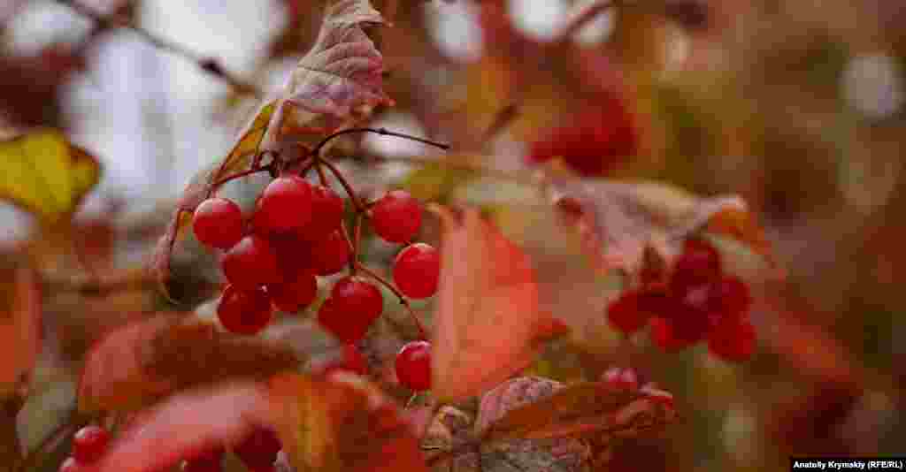 «Костер» красной калины на улице Горького