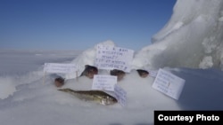 Митинг рыб в Гдовском районе. Фото из паблика "Граждане Гдовского края"