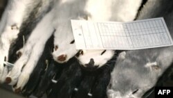 Заборона набере чинності в грудні 2021 року