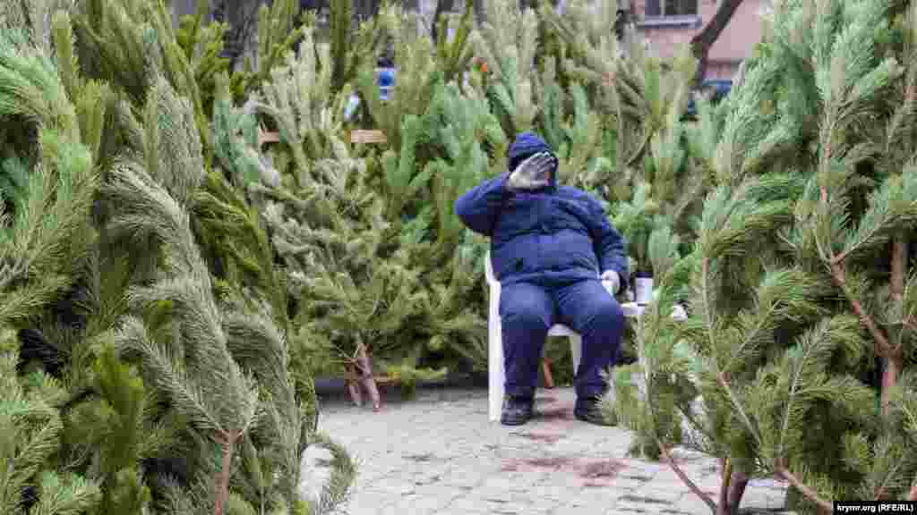В Феодосии цены на новогодние деревья не отличаются от других регионов