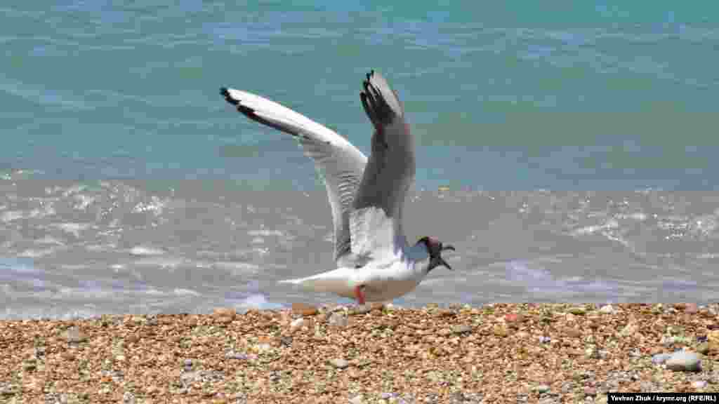 Другая – недовольна, что ее потревожили громким ревом винтов