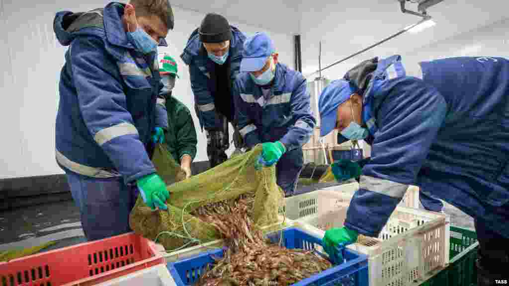 Перед тем, в начале года, на Ойбурской косе начали масштабную застройку – там должна была появиться новая креветочная ферма. Коммерческой инициативой занималась та же компания, которая владеет фермой в Портовом
