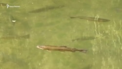 Заповедная крымская форель (видео) Заповедная крымская форель (видео)