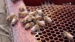 اوړېدونکی چاپېریال مو شپېته سلنه مچۍ مړې کړې اوړېدونکی چاپېریال مو شپېته سلنه مچۍ مړې کړې