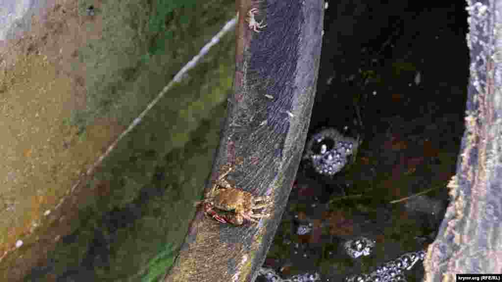 Крабы «отдыхают» на автомобильной шине, используемой на причальной стенке в качестве так называемой кранцевой защиты