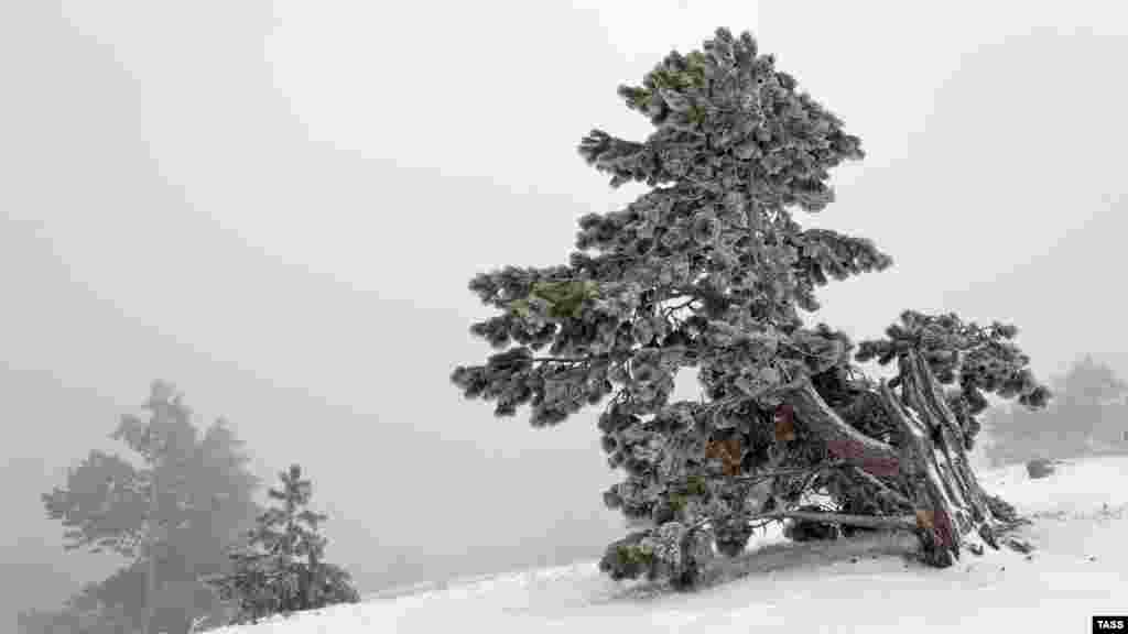 О снежной погоде на Ай-Петри также сообщают на канатной дороге «Мисхор Ай-Петри»