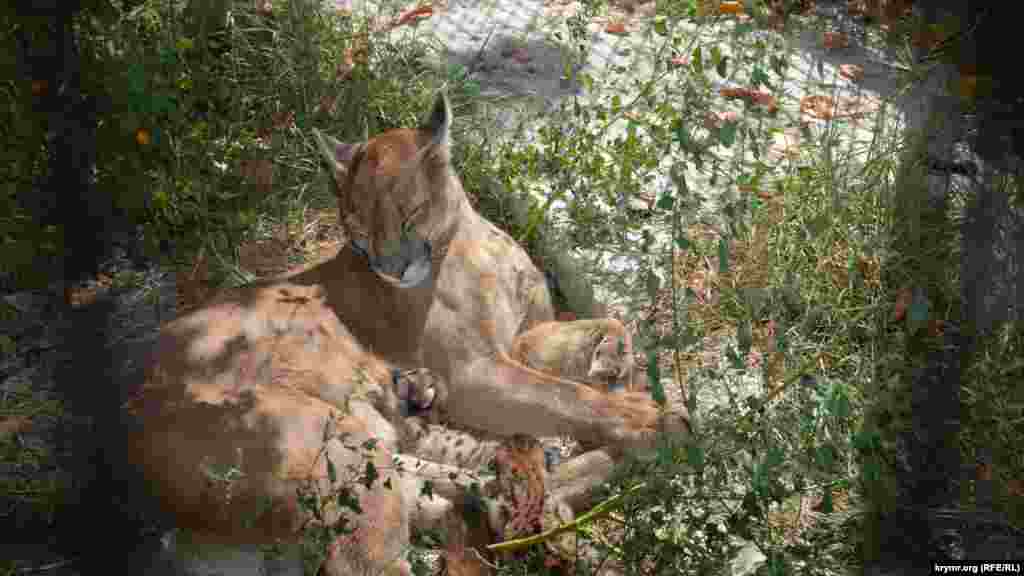Рождение малышей у пумы в парке львов «Тайган», 3 сентября