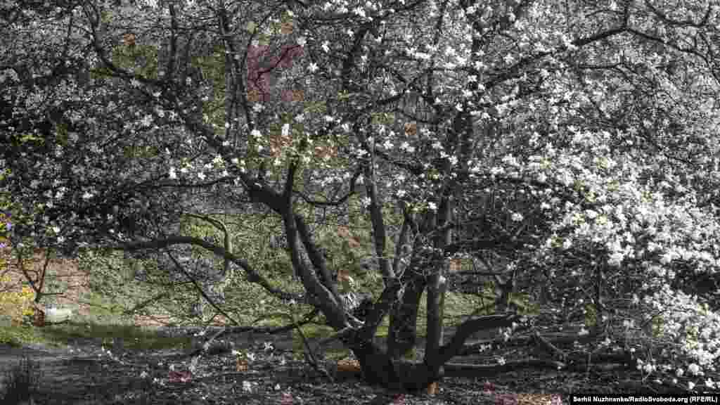 Тим часом у Ботанічному саду цвітуть дерева. Щовесни тут, зазвичай, дуже людно. Кияни і гості столиці масово приходять дивитися на цю красу. Коронавірус і карантин цього року все змінили