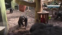 «Нагодуй звірятко онлайн»: зоопарки Чехії – у скруті через відсутність відвідувачів (відео) «Нагодуй звірятко онлайн»: зоопарки Чехії – у скруті через відсутність відвідувачів (відео)