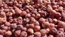 توپاني بادونو د پښین باغونه زیانمن کړي توپاني بادونو د پښین باغونه زیانمن کړي