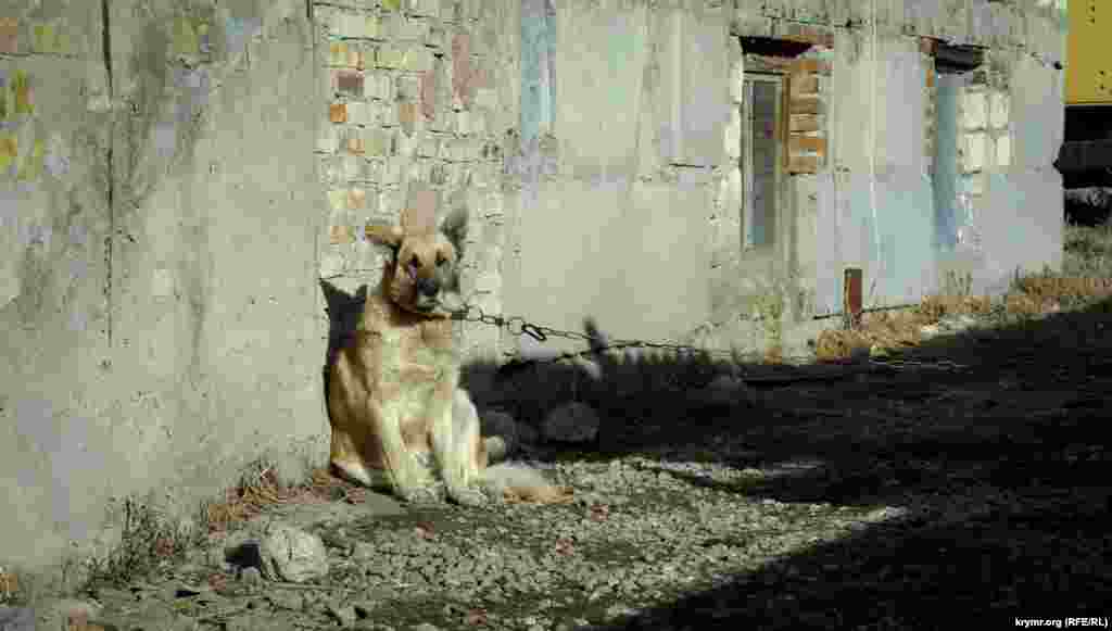 Собачья свобода в длину натянутой цепи 