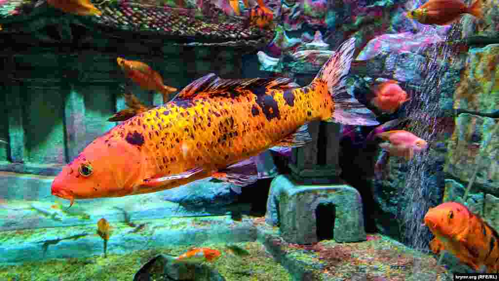 Тропические рыбы 