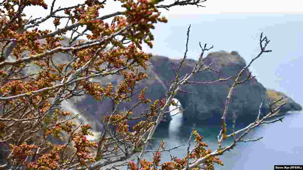 Контуры мыса Лермонтова едва угадываются на фоне ветвей дерева с распускающимися почками