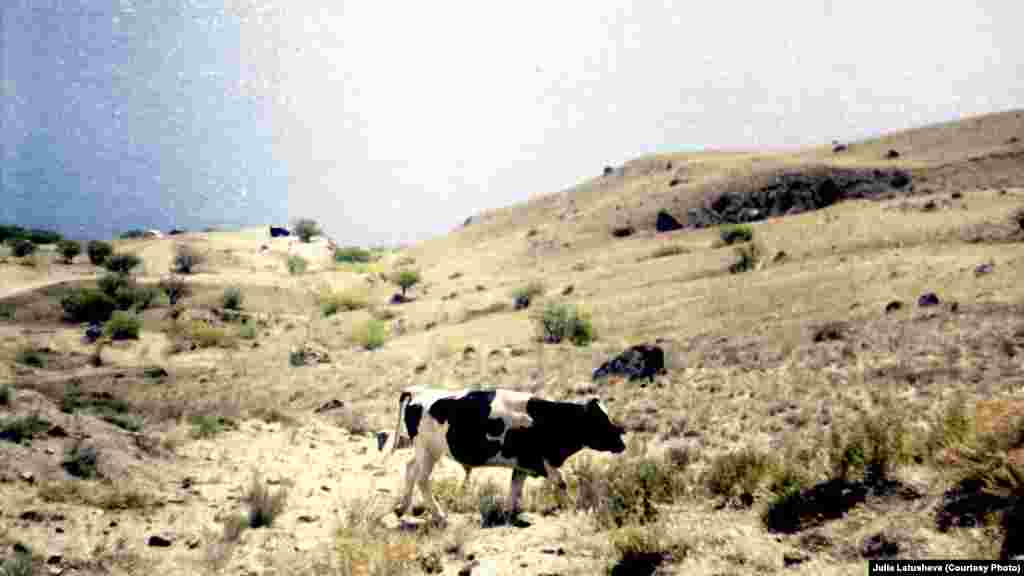 Название мысу дали древние греки. В переводе «Меганом» означает «большое поселение» или «большое пастбище». На фото – корова смотрителя маяков