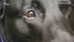 Пес, який врятував родину Обами, отримав державну нагороду – відео Пес, який врятував родину Обами, отримав державну нагороду – відео