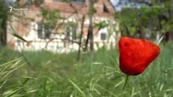 «Репрессии продолжаются, они не утихали никогда» – мать Муслима Алиева (видео) «Репрессии продолжаются, они не утихали никогда» – мать Муслима Алиева (видео)