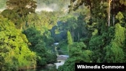 Остров Борнео - третий по величине в мире - разделен между Малайзией, Индонезией и Брунеем