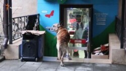 Ялтинские Рождественские гуляния на фоне блэкаута (видео) Ялтинские Рождественские гуляния на фоне блэкаута (видео)