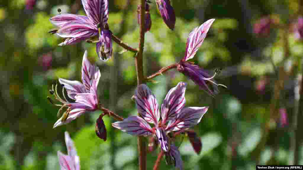 Ядовитое растение ясенец – купина неопалимая по дороге на вершину