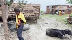 هند کې تندرونو لسګونه کسان وژلي
 هند کې تندرونو لسګونه کسان وژلي