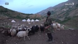 په ترکيه کې افغان شپانه د مېږو رمې څري  په ترکيه کې افغان شپانه د مېږو رمې څري