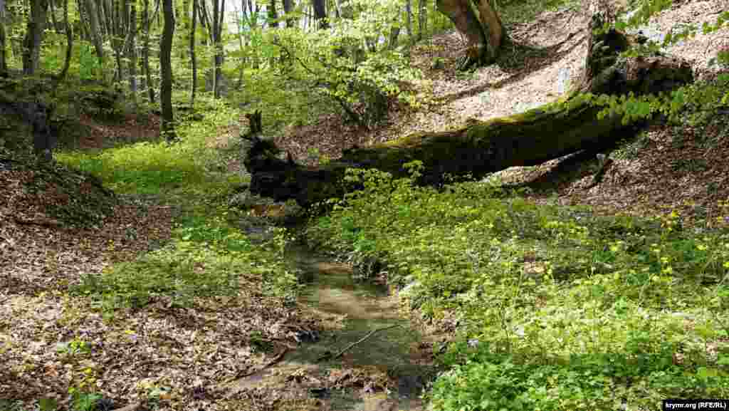 В буковом лесу близ села Земляничное (Орталан – до 1945 года) Белогорскорского района, откуда начинается один из туристических маршрутов на «Тюльпановую вершину»