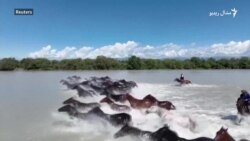 د چين په شينجيانګ کې د "اسماني اسونو" د ځغل سيالۍ شوې د چين په شينجيانګ کې د "اسماني اسونو" د ځغل سيالۍ شوې