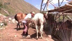 د قرغیزستان خلک د اسپو شړومبې د صحت لپاره ګټورې بولي د قرغیزستان خلک د اسپو شړومبې د صحت لپاره ګټورې بولي