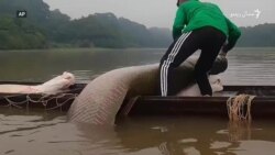 امازون سیند کې ۲۰۰ کېلوګرامه کبان هم موندل کېږي امازون سیند کې ۲۰۰ کېلوګرامه کبان هم موندل کېږي