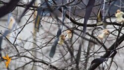 Київський сквер вимагають переіменувати Київський сквер вимагають переіменувати