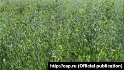 Овсяное поле в Порецком районе Чувашии