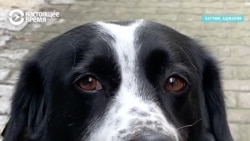 Пес по имени Колбаса – звезда грузинских соцсетей (видео) Пес по имени Колбаса – звезда грузинских соцсетей (видео)