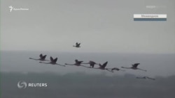 Экзотические гости возле Межводного: полет розовых фламинго над озером (видео) Экзотические гости возле Межводного: полет розовых фламинго над озером (видео)