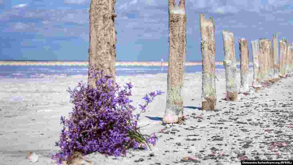 Кто-то забыл букет полевых цветов. На первый взгляд – случайный куст посреди сплошной соли