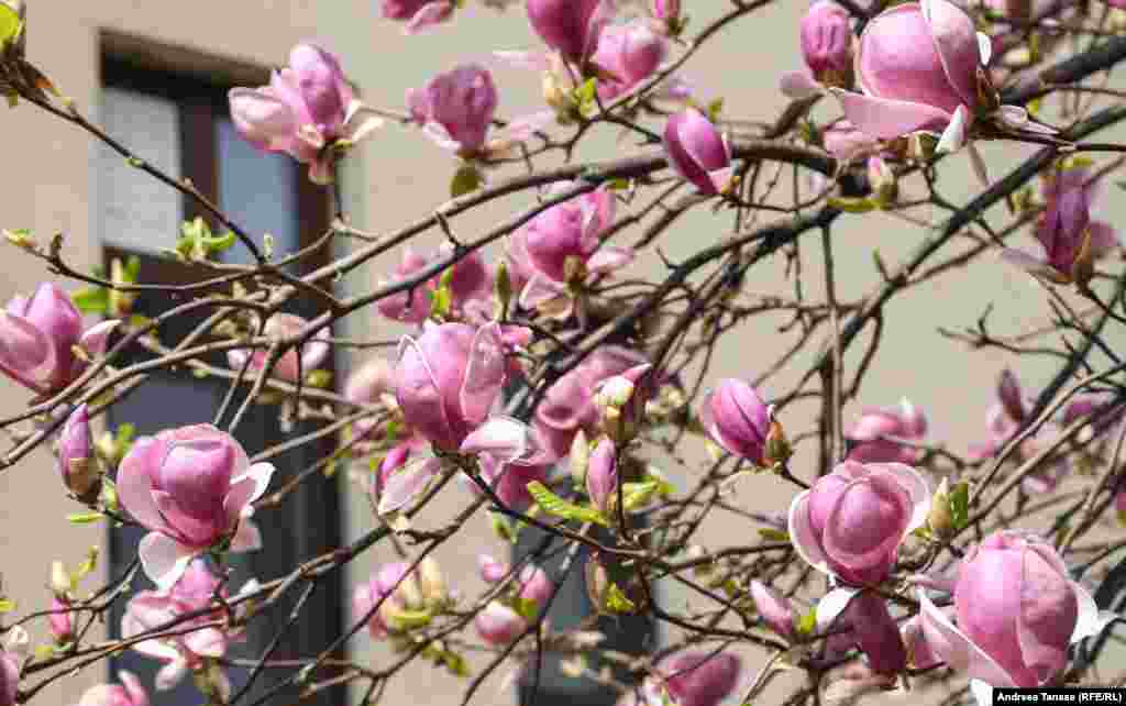 Растение магнолия было названо в честь французского ботаника Пьера Маньоля (1638 - 1715)   