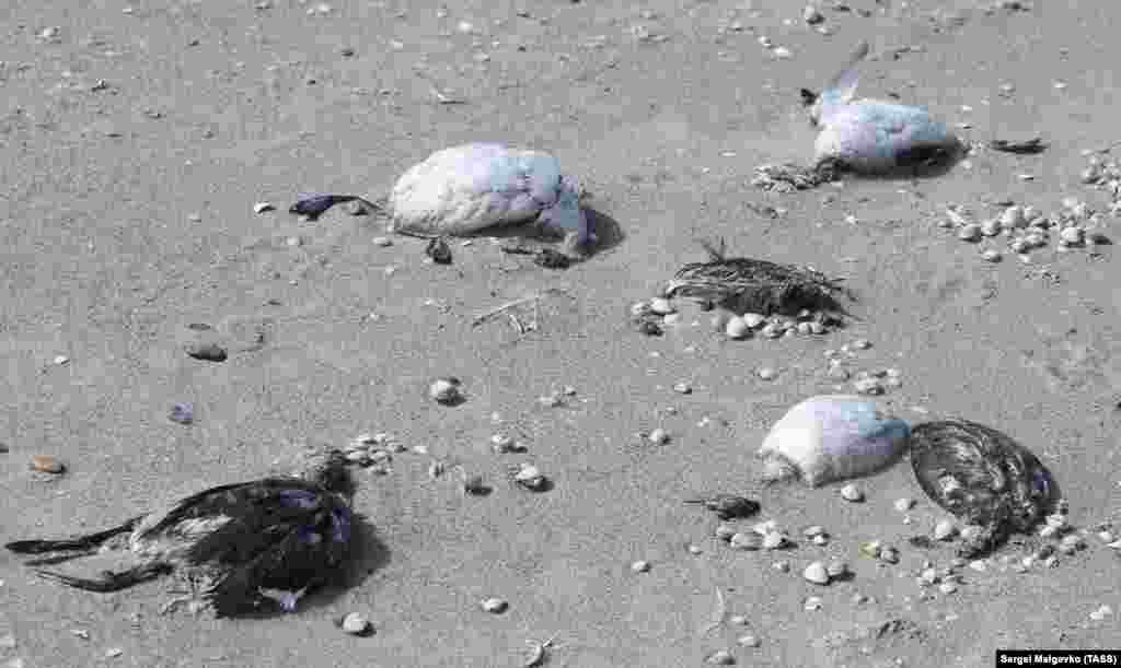 Ученые рассматривают несколько основных версий ЧП – от отравления химическими веществами до поражения птиц инфекцией