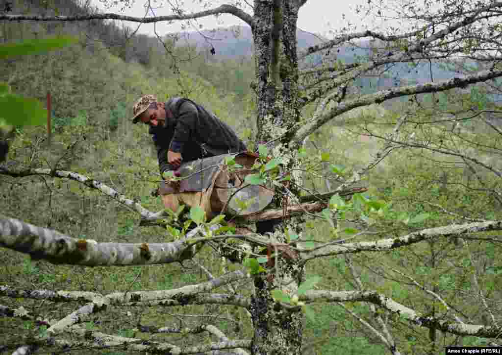 Рамаз Думбадзе проверяет свой улей, расположенный на высоте около 16 метров. Всего в окрестностях своего жилья он держит 26 ульев джара. Проворный 44-летний пчеловод говорит: «Я думаю, есть что-то особенное в улье, висящем на дереве. Это как отдельное царство, где правят только пчелы». Он говорит, что доход от продажи меда джара позволил ему отремонтировать его дом, который находится в нескольких минутах ходьбы от этого дерева