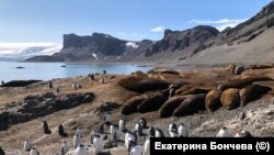 Тюлені та пінгвіни в Антарктиці, січень 2020 року