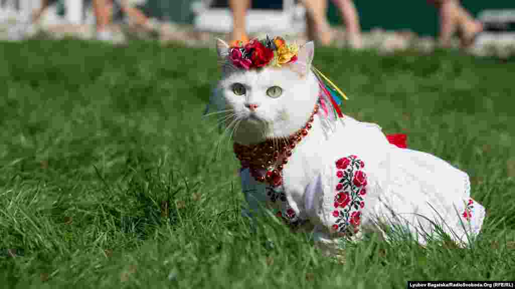 Ця кішка вже давно знайшла свою господиню і тепер працює разом з нею на благодійних ярмарках